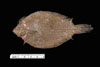 Etropus crossotus, Fringed Flounder, from SEAMAP collections